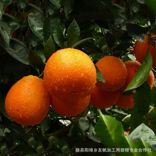 现货销售 江西赣州正宗赣南林娜脐橙 果园直发新鲜橙子榨汁水果